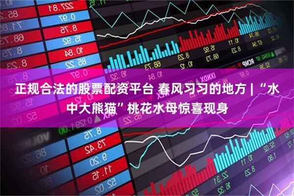 正规合法的股票配资平台 春风习习的地方 | “水中大熊猫”桃花水母惊喜现身